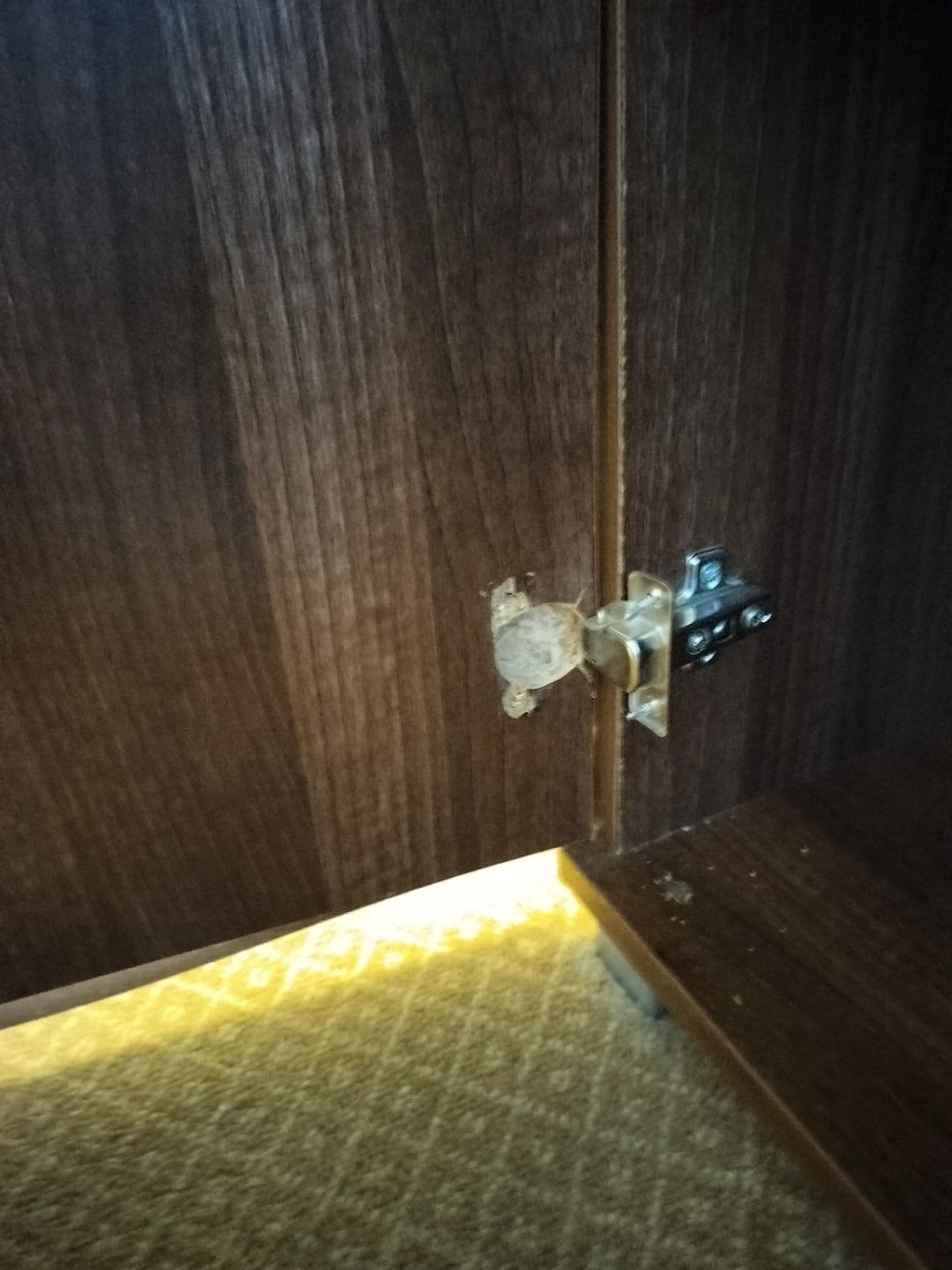 Broken wardrobe hinge ripped from the wood panel